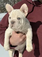 Armani Big Rope, a male French Bulldog for sale in Syracuse, NY – Photo 10 of 10