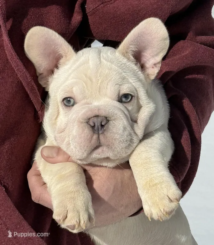 Armani Big Rope, a male French Bulldog for sale in Syracuse, NY – Photo 1 of 10