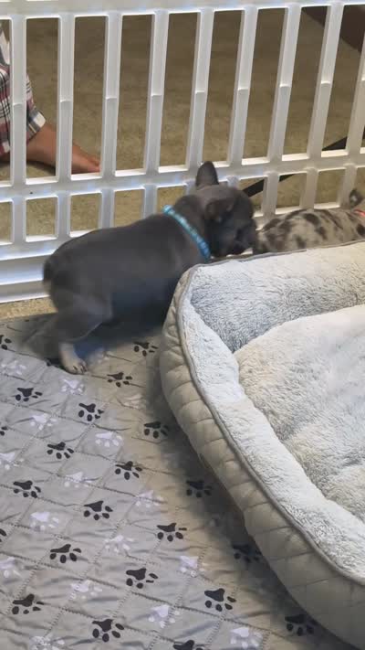 Louie , a male French Bulldog for sale in Syracuse, NY – 8 of 10