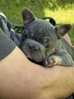 Angel Big Rope AKC fluffy carrier, a female French Bulldog for sale in Syracuse, NY – 4 of 10