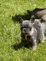 Alicia Fluffy Carrier AKC, a female French Bulldog for sale in Syracuse, NY – 6 of 9