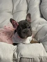 Angel Big Rope AKC fluffy carrier, a female French Bulldog for sale in Syracuse, NY – 3 of 10