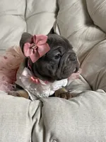 Angel Big Rope AKC fluffy carrier, a female French Bulldog for sale in Syracuse, NY – 2 of 10