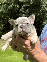Diesel, a male French Bulldog for sale in Syracuse, NY – 2 of 10