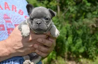 Louie, a male French Bulldog for sale in Syracuse, NY – 4 of 9
