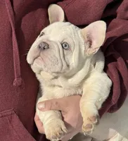 Armani Big Rope, a male French Bulldog for sale in Syracuse, NY – Photo 7 of 9