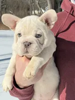 Armani Big Rope, a male French Bulldog for sale in Syracuse, NY – Photo 9 of 9