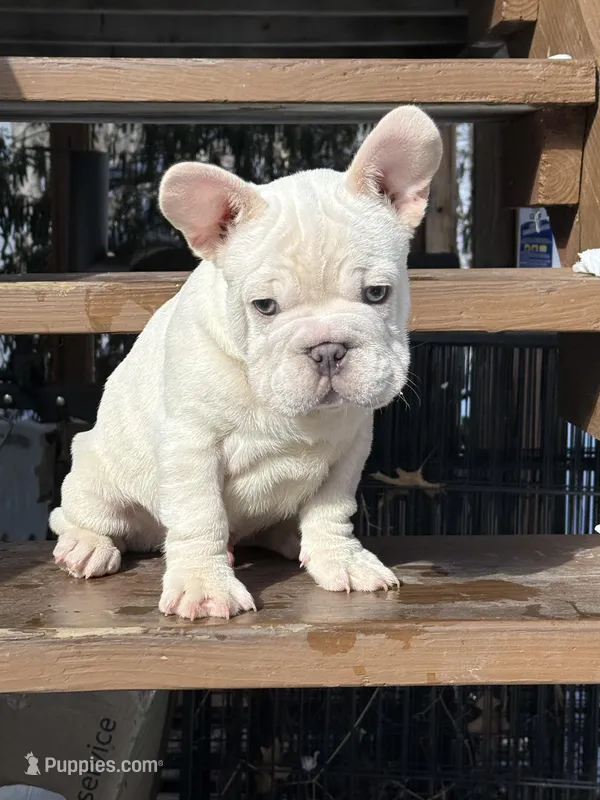 Armani Big Rope – French Bulldog puppy for sale in Syracuse, NY