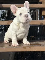 Armani Big Rope, a male French Bulldog for sale in Syracuse, NY – Photo 5 of 9