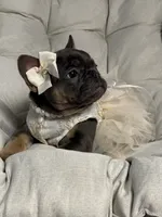 Alicia Fluffy Carrier AKC, a female French Bulldog for sale in Syracuse, NY – 4 of 10