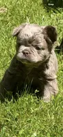 Teddy Bear Fluffy AKC, a male French Bulldog for sale in Syracuse, NY – 10 of 10