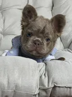 Teddy Bear Fluffy Isabella AKC, a male French Bulldog for sale in Syracuse, NY – 8 of 10