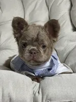 Teddy Bear Fluffy Isabella AKC, a male French Bulldog for sale in Syracuse, NY – 4 of 10