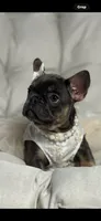 Alicia Fluffy Carrier AKC, a female French Bulldog for sale in Syracuse, NY – 7 of 10