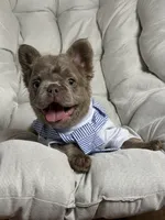 Teddy Bear Fluffy Isabella AKC, a male French Bulldog for sale in Syracuse, NY – 9 of 10