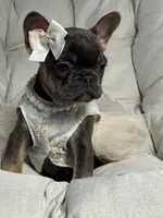 Alicia Fluffy Carrier AKC, a female French Bulldog for sale in Syracuse, NY – 2 of 10