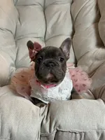 Angel Big Rope AKC fluffy carrier, a female French Bulldog for sale in Syracuse, NY – 9 of 10