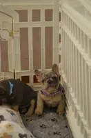 Diesel , a male French Bulldog for sale in Syracuse, NY – 3 of 10