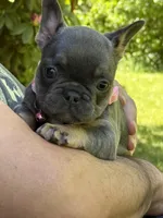 Alicia Fluffy Carrier AKC, a female French Bulldog for sale in Syracuse, NY – 7 of 9