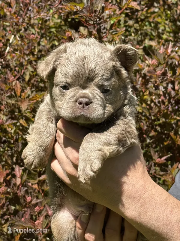 Teddy Bear Fluffy AKC – French Bulldog puppy for sale in Syracuse, NY