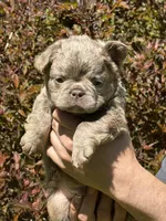 Teddy Bear Fluffy AKC, a male French Bulldog for sale in Syracuse, NY – 1 of 10