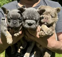 Angel Big Rope AKC fluffy carrier, a female French Bulldog for sale in Syracuse, NY – 3 of 10