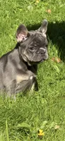 Louie , a male French Bulldog for sale in Syracuse, NY – 7 of 8