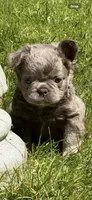 Teddy Bear Fluffy AKC, a male French Bulldog for sale in Syracuse, NY – 2 of 10