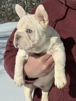 Armani Big Rope, a male French Bulldog for sale in Syracuse, NY – Photo 5 of 5
