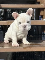 Armani Big Rope, a male French Bulldog for sale in Syracuse, NY – Photo 3 of 5