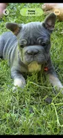 Angel Big Rope AKC fluffy carrier, a female French Bulldog for sale in Syracuse, NY – 7 of 10