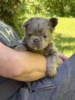 Teddy Bear Fluffy AKC, a male French Bulldog for sale in Syracuse, NY – 9 of 10
