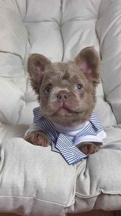 Teddy Bear Fluffy Isabella AKC, a male French Bulldog for sale in Syracuse, NY – 10 of 10