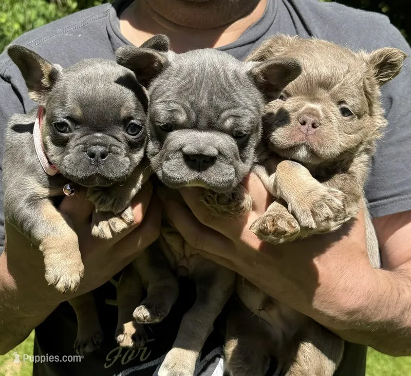 Alicia Fluffy Carrier AKC – French Bulldog puppy for sale in Long Island City, NY