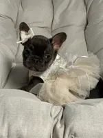 Alicia Fluffy Carrier AKC, a female French Bulldog for sale in Syracuse, NY – 3 of 10