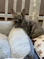 Diesel , a male French Bulldog for sale in Syracuse, NY – 4 of 10