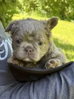 Teddy Bear Fluffy AKC, a male French Bulldog for sale in Syracuse, NY – 4 of 10