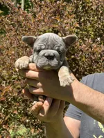 Angel Big Rope AKC fluffy carrier, a female French Bulldog for sale in Syracuse, NY – 8 of 10