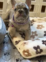 Diesel , a male French Bulldog for sale in Syracuse, NY – 7 of 10