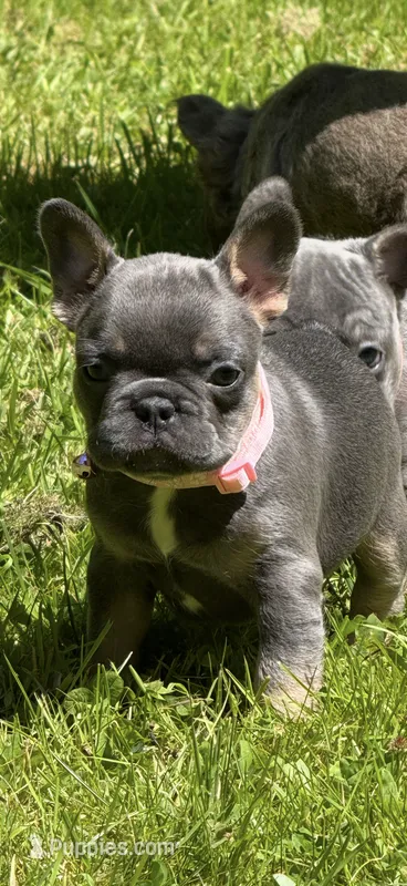 Alicia Fluffy Carrier AKC – French Bulldog puppy for sale in Syracuse, NY