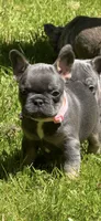Alicia Fluffy Carrier AKC, a female French Bulldog for sale in Syracuse, NY – 1 of 9