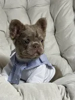 Teddy Bear Fluffy Isabella AKC, a male French Bulldog for sale in Syracuse, NY – 6 of 10