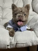 Teddy Bear Fluffy Isabella AKC, a male French Bulldog for sale in Syracuse, NY – 3 of 10