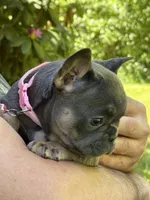 Alicia Fluffy Carrier AKC, a female French Bulldog for sale in Syracuse, NY – 4 of 9