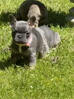 Alicia Fluffy Carrier AKC, a female French Bulldog for sale in Syracuse, NY – 5 of 9