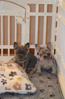 Diesel , a male French Bulldog for sale in Syracuse, NY – 5 of 10
