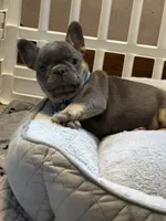 Louie , a male French Bulldog for sale in Syracuse, NY – 6 of 10