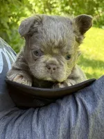 Teddy Bear Fluffy AKC, a male French Bulldog for sale in Syracuse, NY – 8 of 10