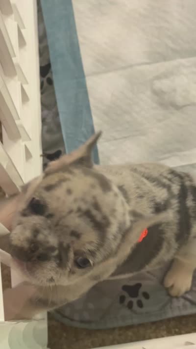 Princess, a female French Bulldog for sale in Syracuse, NY – 4 of 5
