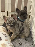 Diesel , a male French Bulldog for sale in Syracuse, NY – 6 of 10